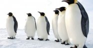 Karda düşmemek için penguen gibi yürüyün