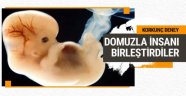 Domuzla insan embriyosunu birleştirdiler sonuç!