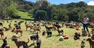 1000'e yakın köpeğin yaşadığı yeryüzü cenneti