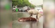 Arkadaşı ölen köpeğin hıçkıra hıçkıra ağlaması yürek burkuyor