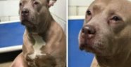 Yavruları satılan köpeğin gözü yaşlı hali