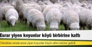 Otladıkları sırada esrar yiyen koyunlar dağıttı