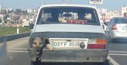 Adıyaman'da, stop lambası yerine köpek kafası