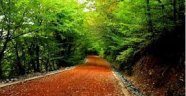 Belgrad Ormanı kelleşecek...