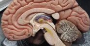 Bilim İnsanları Kafatası ve Beyin Arasında Gizli Tüneller Keşfetti