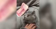 Bu kedi sadece para karşılığında sevdiriyor