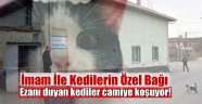 Ezanı duyan kediler camiye koşuyor!