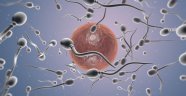 Kadın bedeni zayıf spermi yumurtaya ulaşmadan atıyor