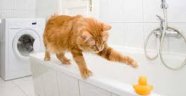  Kedilerin Neden Banyo Takıntısı Var?
