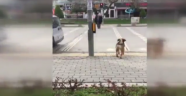 Köpekten insanlık dersi!