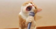 Şarkıcı kediler Video
