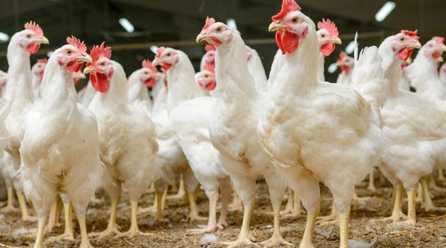 Yapay et üretildi: Yediğiniz tavuklar yapay mı?