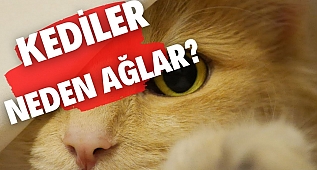 KEDİLER NEDEN AĞLAR? l Kedilerin Hisleri ve Duygu Geçişleri.