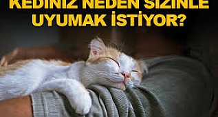 Kediniz neden sizinle uyuyor Cevabını duyduğunuzda şaşıracaksınız!
