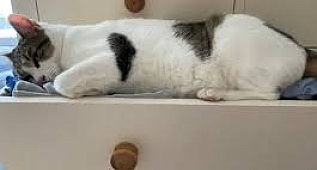 Kedilerin Kalbini Kıran 10 Günlük Alışkanlık –